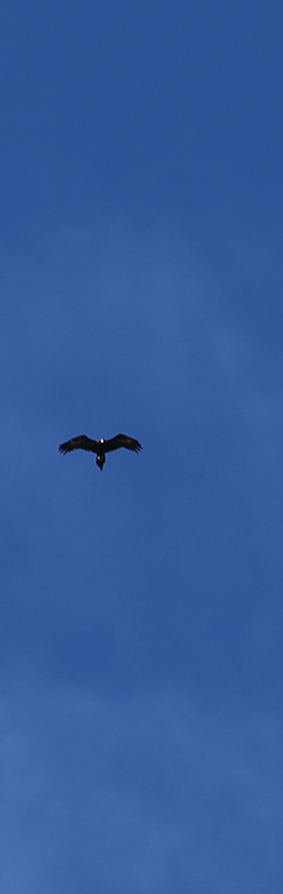 Wedge-tailed eagle flying over Redman Farm and Grampians Paradise Camping and Caravan Parkland